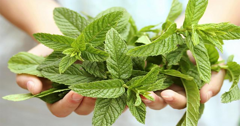8 surprising health benefits of peppermint