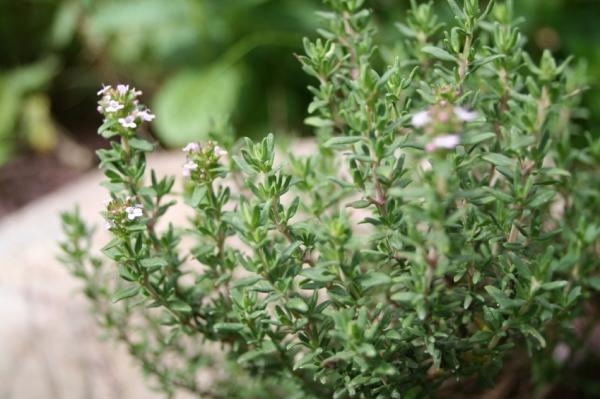 Thyme oil can inhibit COX2 and suppress inflammation