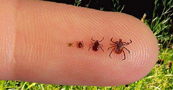 Easy, Natural Tick Repellent That Really Works