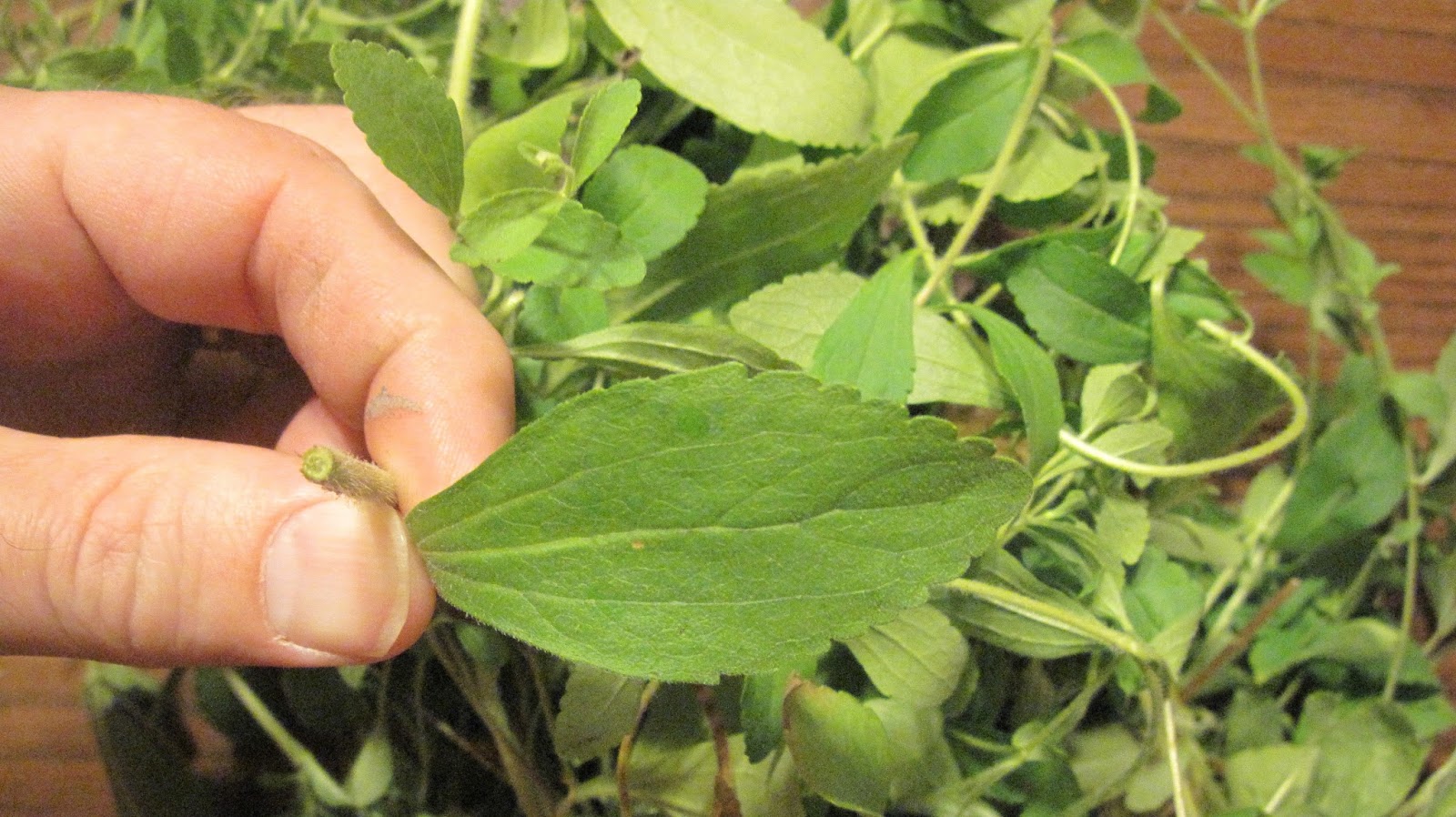 Want To Quit Smoking? - This Herb Destroys The Desire For Nicotine (and how to grow it)