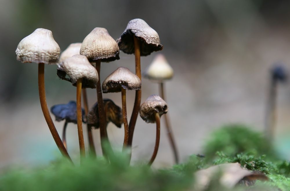 Magic Mushroom for Cancer Patients